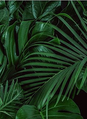 Lush green palm fronds overlapping each other.